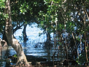 Healthy mangroves