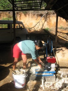 Ama Lapinha Grinding Sugar Cane For Sale