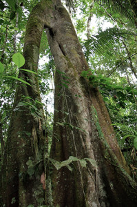 Arbol del Yasuni.jpg