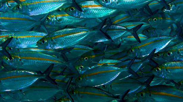 Schooling fish in the shallows of Papua New Guinea’s Milne Bay Schooling fish in the shallows of Papua New Guinea’s Milne Bay