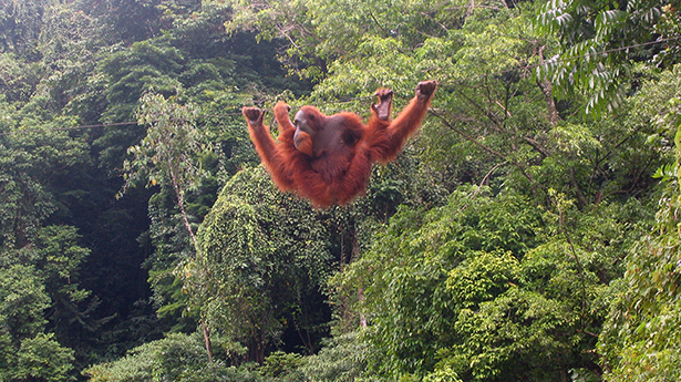 Orang-utan_bukit_lawang_2006