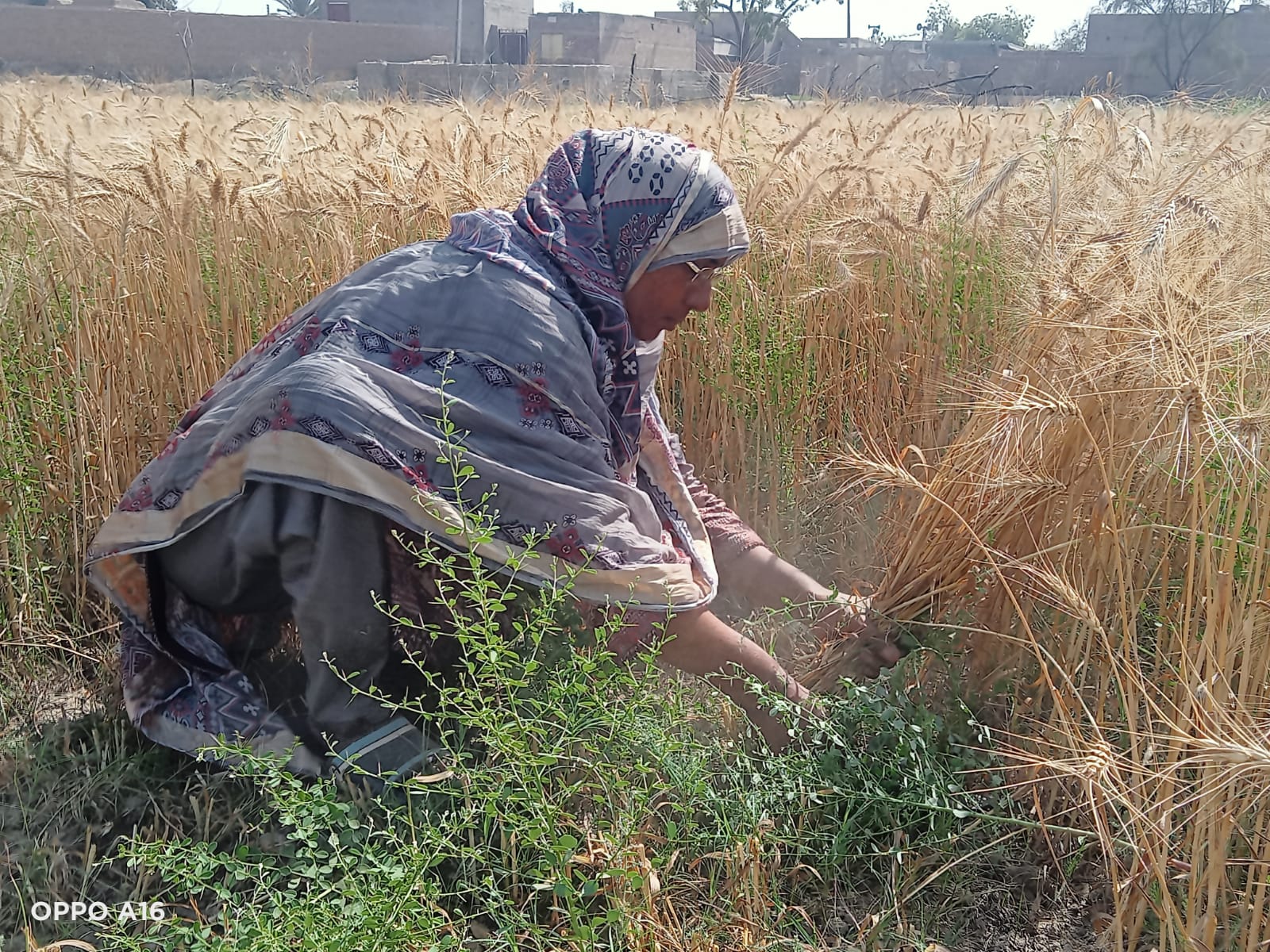 A women crouches in a field of wheat. She appears to be harvesting the plants.